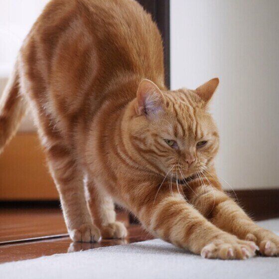 スコティッシュフォールドのラテくん