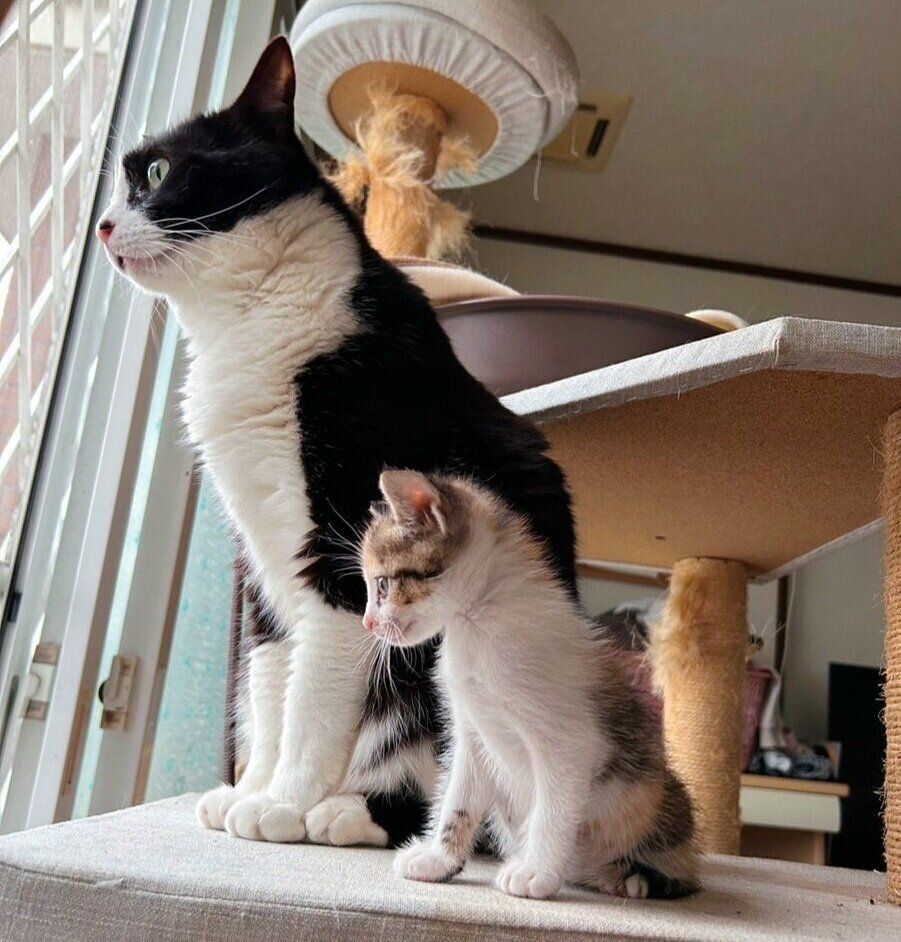 みねこちゃんと一緒に窓の外を眺めるチッチちゃん