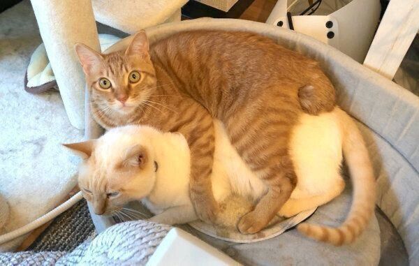 まったりするイチちゃんとあめちゃん