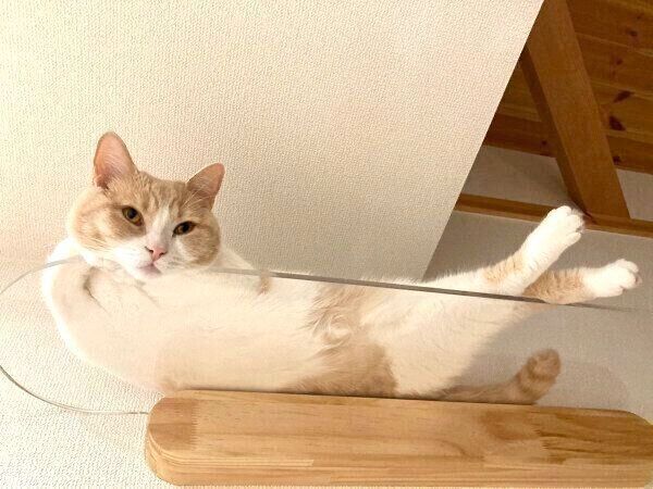 くつろぐちょみーちゃん