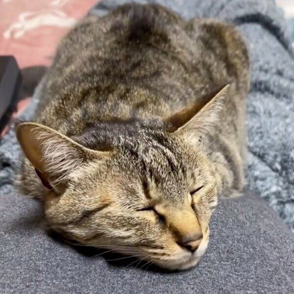 ご主人のお腹の上でくつろぐ小豆ちゃん