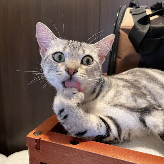 手をペロペロするジンジャーくん