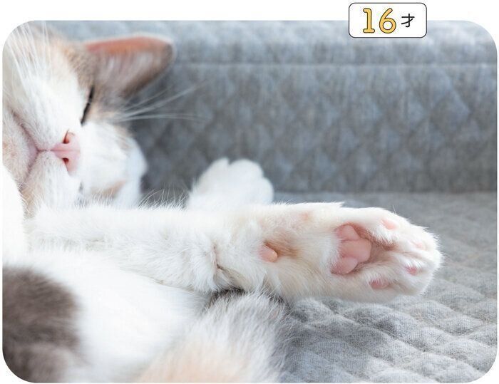 シニア猫の肉球