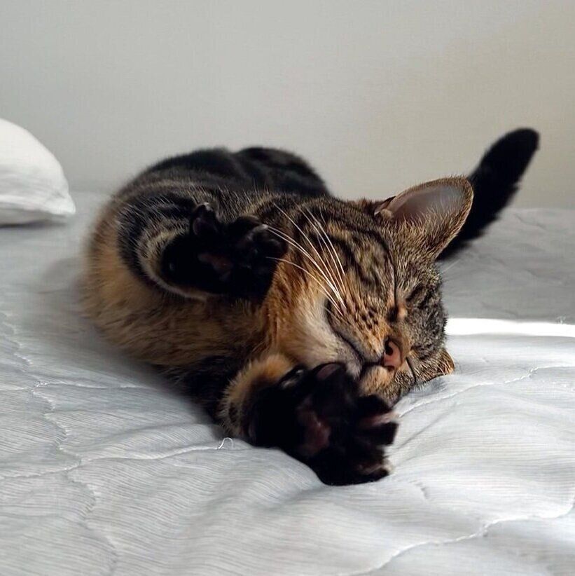 ごろんと寝そべって伸びをするウルくん