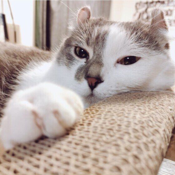 爪とぎの上でくつろぐ猫