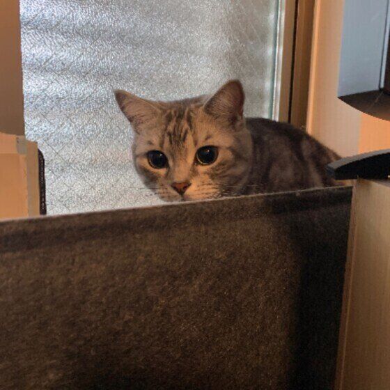 アメリカンショートヘアの小鉄（こて坊）くん♪