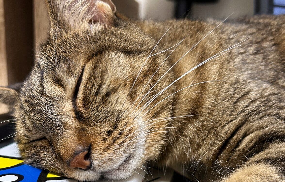 ぐっすり眠る猫