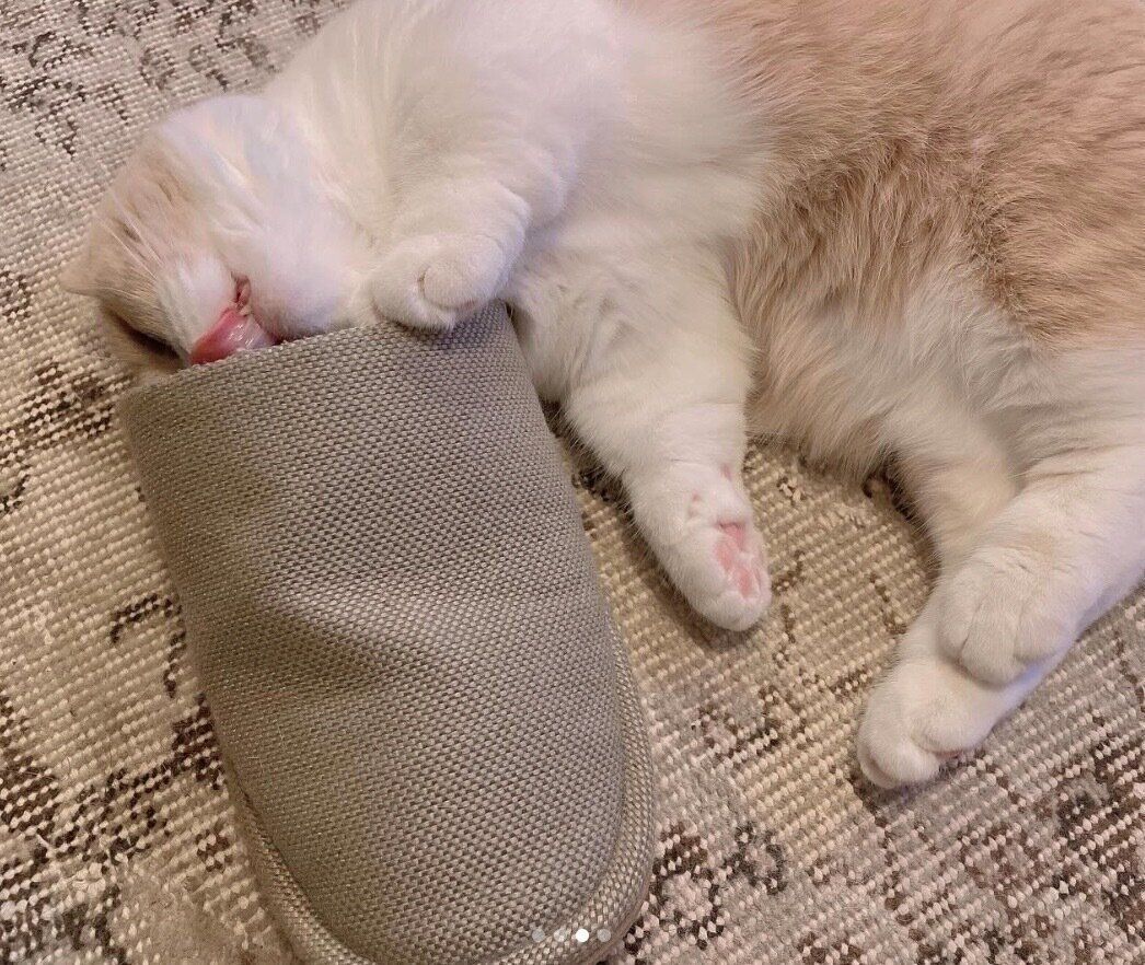スリッパの中に顔を突っ込んで眠るみりんちゃん