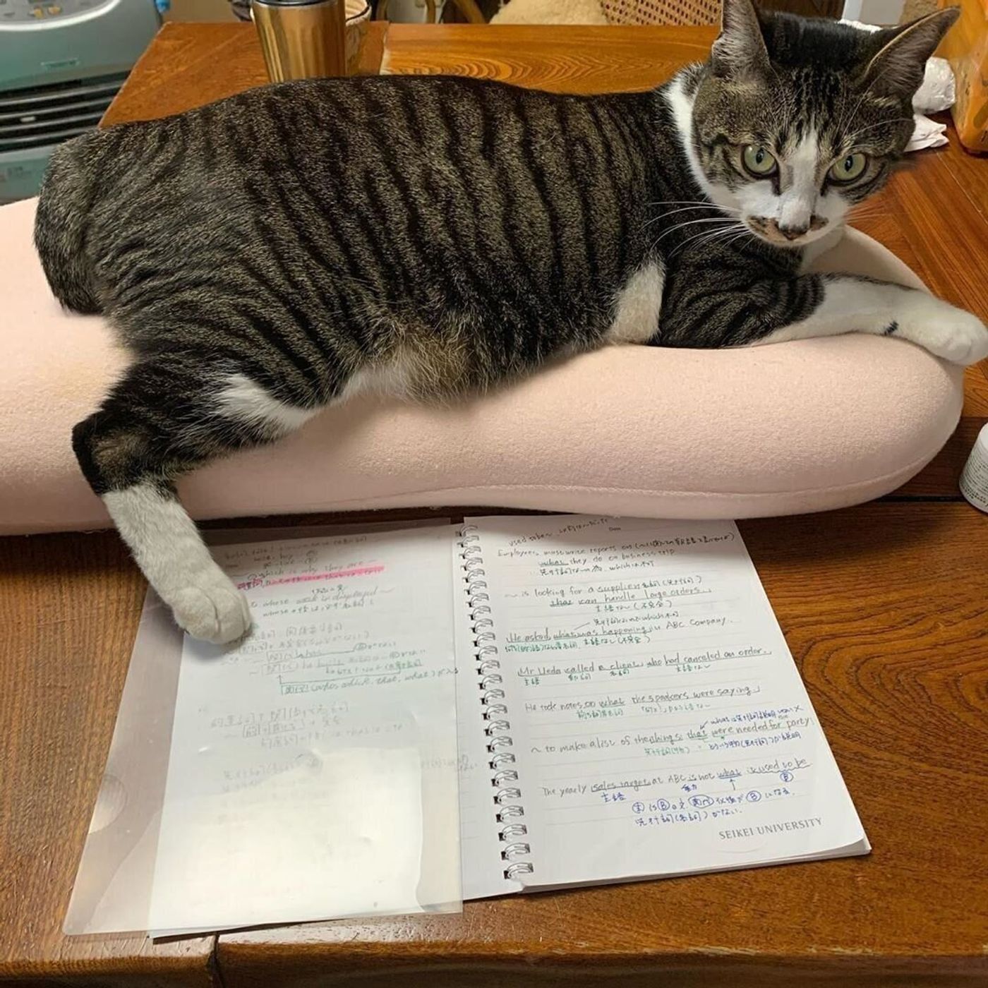 これでテレワークもバッチリ 目からウロコの ネコハラ 対策とは ねこのきもちweb Magazine これでテレワークもバッチリ 目からウロコの ネコハラ 対策とは ねこのきもちweb Magazine