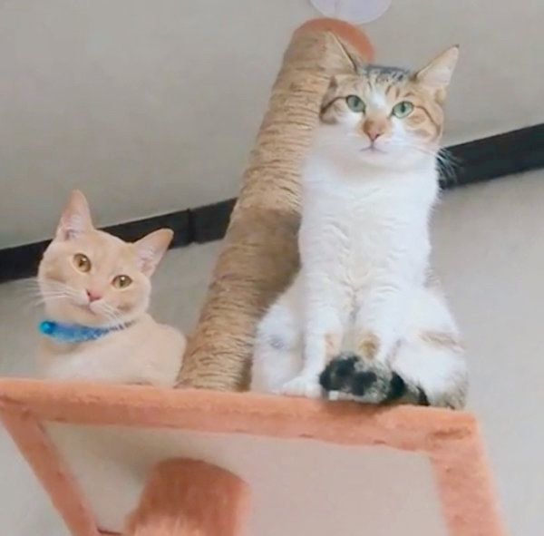 キャットタワーでくつろぐ猫