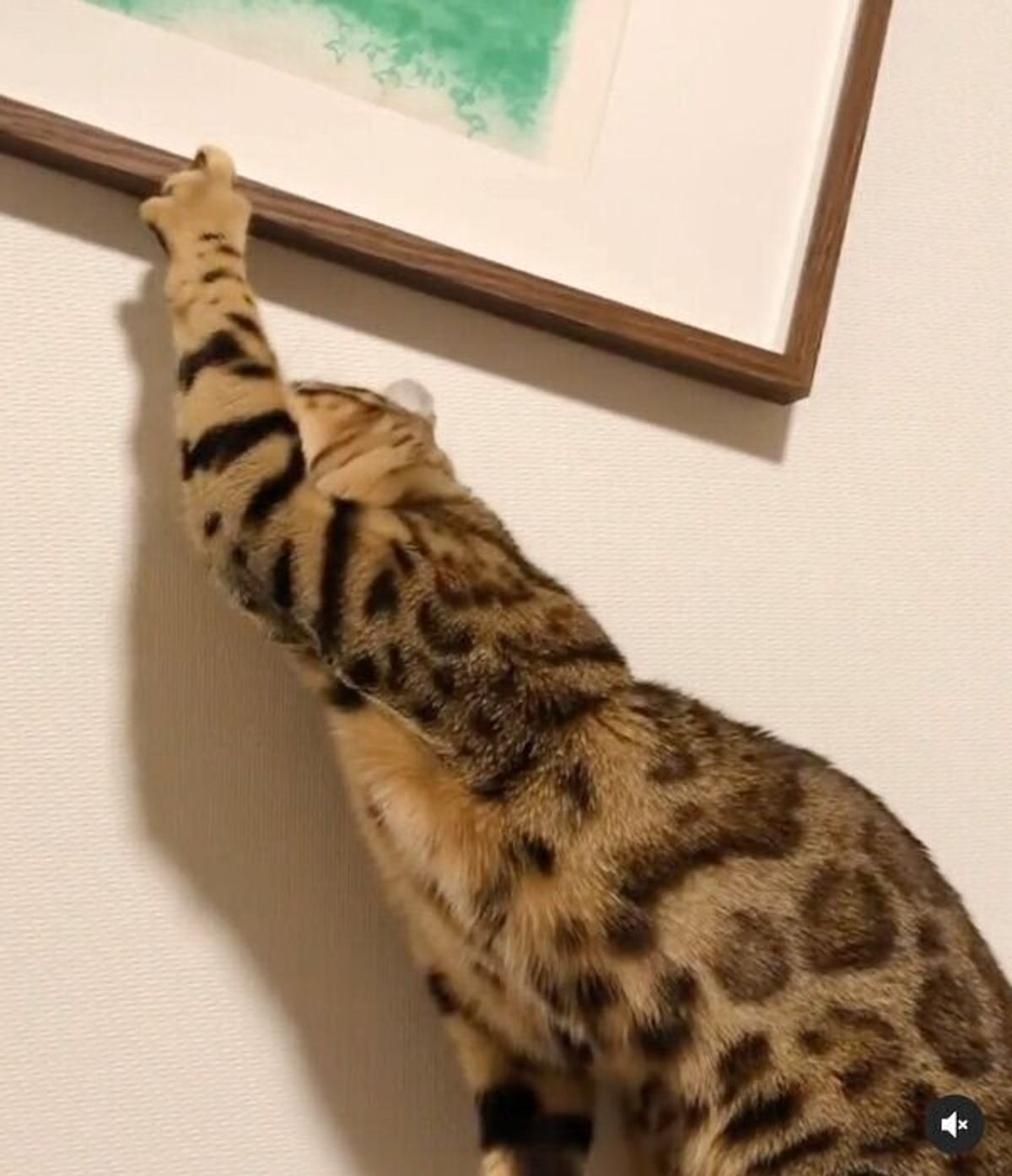 絵画泥棒あらわる 犯行の現場を捉えられてしまった猫 最高すぎる反応 を見せる ねこのきもちweb Magazine 絵画泥棒あらわる 犯行の現場を捉えられてしまった猫 最高すぎる反応 を見せる ねこのきもちweb Magazine