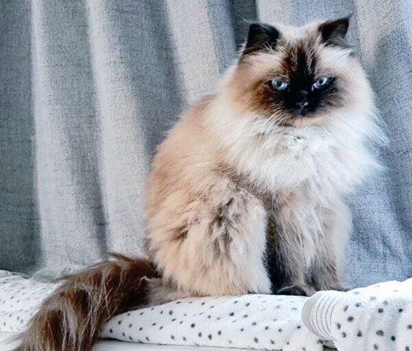 冬毛でもふもふになったハルくん。