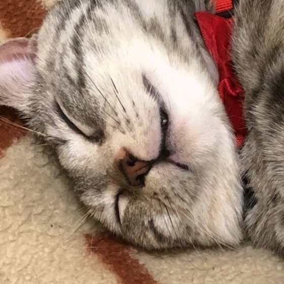 気持ちよさそうに眠るアメリカンショートヘア