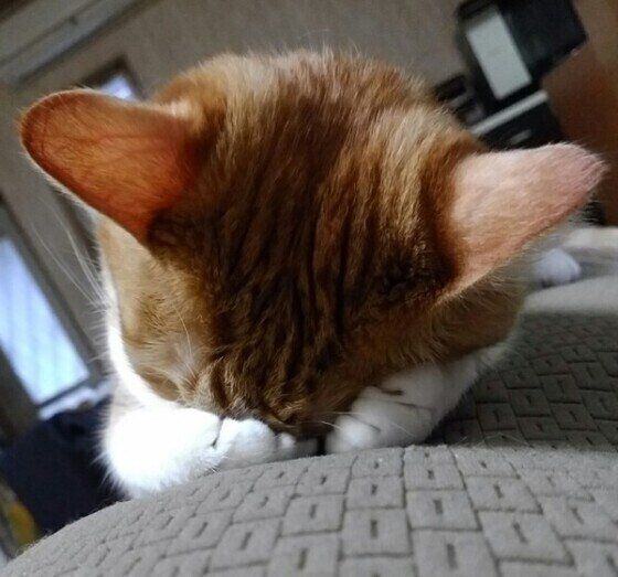 ごめん寝をする茶トラ猫