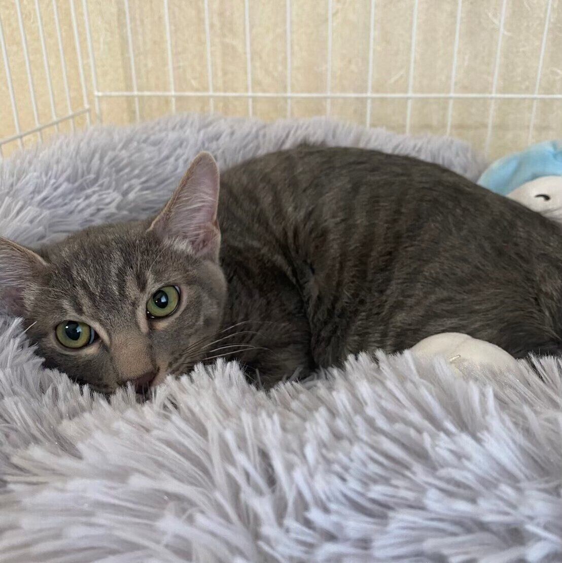 同じベッドで眠る、子猫時代のベスカーくん