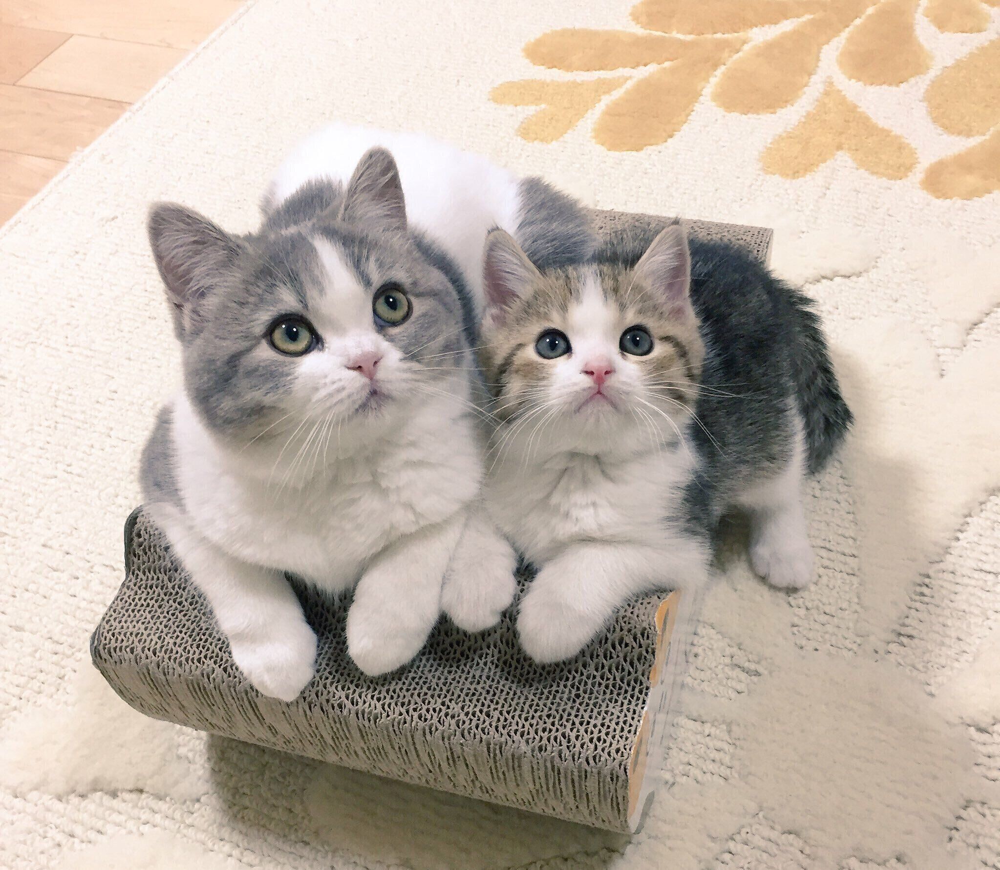 子猫時代の愛猫たち　かわいすぎる2匹の様子に多数の「いいね」が