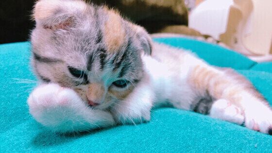 チュパチュパするスコティッシュフォールド