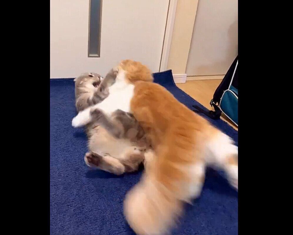 まんぼうくんに飛びかかるぐみくん