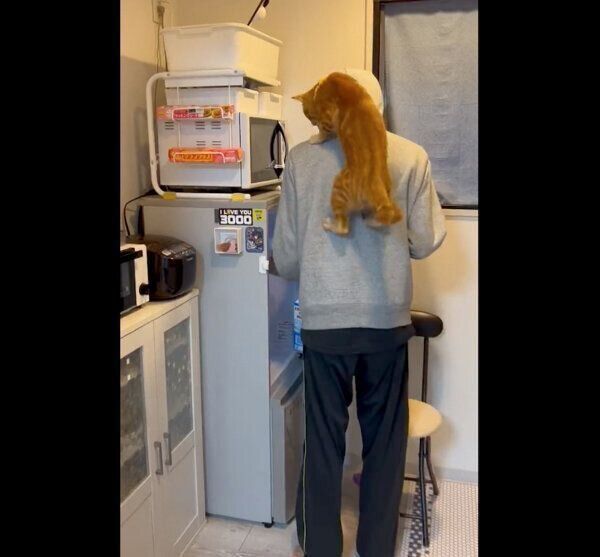 飼い主さんの肩に乗るれおくん