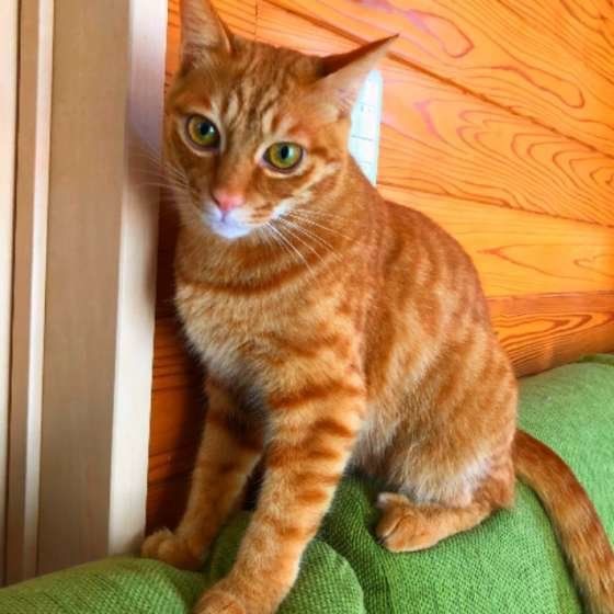 カメラ目線のまるちゃん