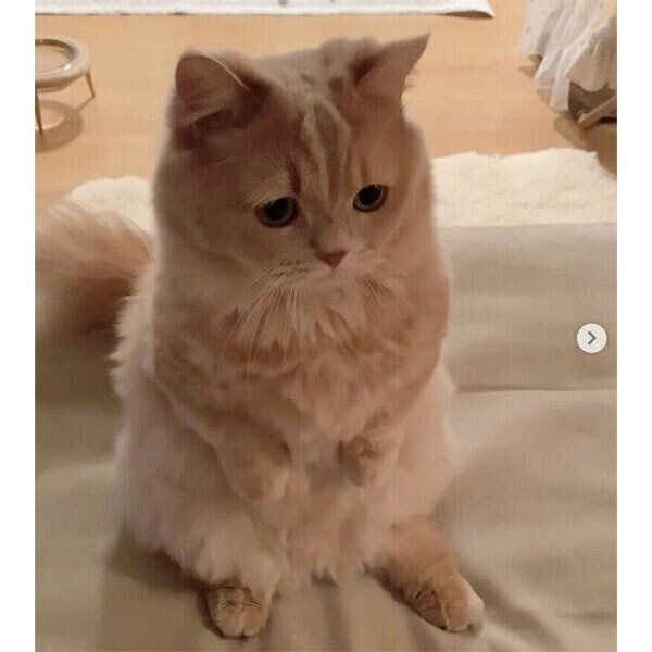 困り顔をするにこちゃん