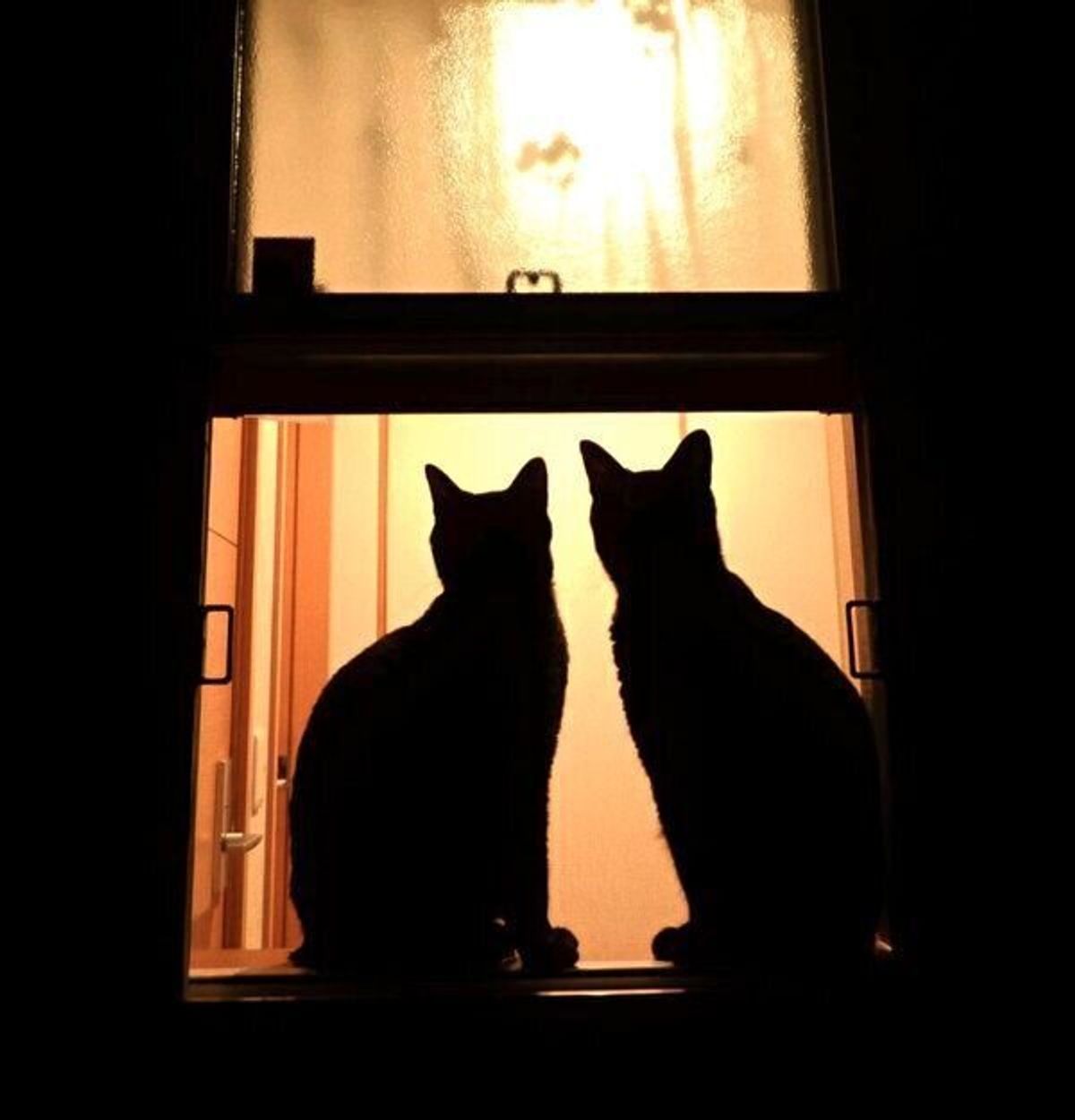 絶対に離れ離れにしてはいけない 愛護センターで新しい家族を待っていた黒猫兄弟の今 ねこのきもちweb Magazine 絶対に離れ離れにしてはいけない 愛護センターで新しい家族を待っていた黒猫兄弟の今 ねこのきもちweb Magazine