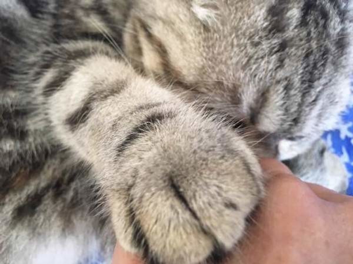 獣医師監修 子猫の爪切りはいつから必要 嫌がられない方法も 動画つき ねこのきもちweb Magazine 獣医師監修 子猫の爪切りはいつから必要 嫌がられない方法も 動画つき ねこのきもちweb Magazine