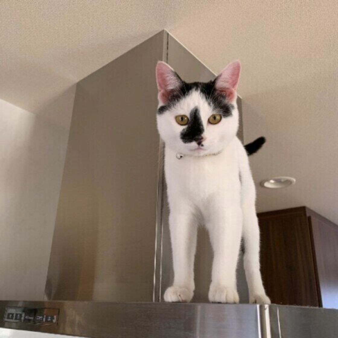 猫に牛乳:与えてはいけない理由とは? 7 88105537 f0dc 4f9a 9347 4bb739035368