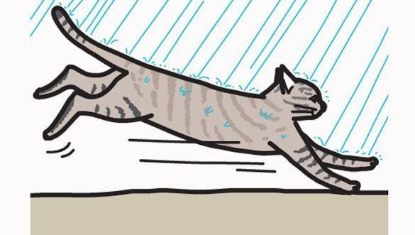 雨に濡れるのを嫌がる猫