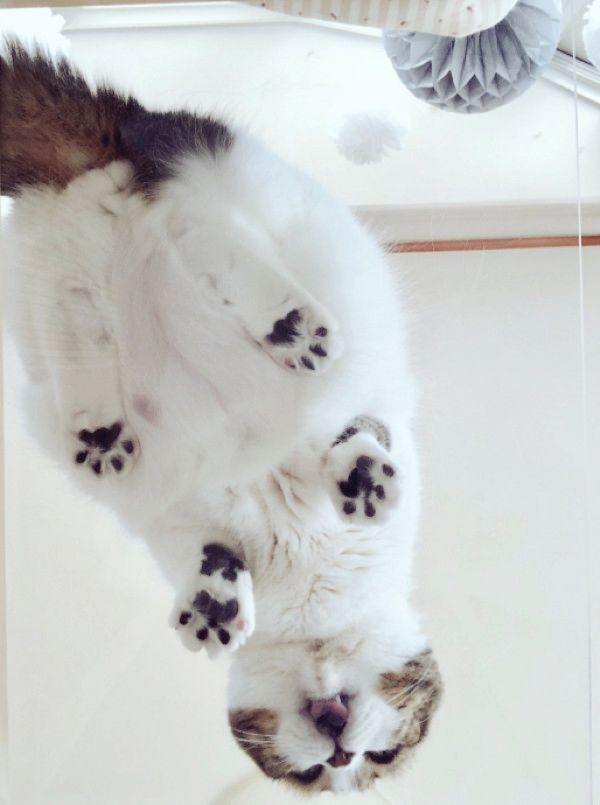 肉球がかわいい猫