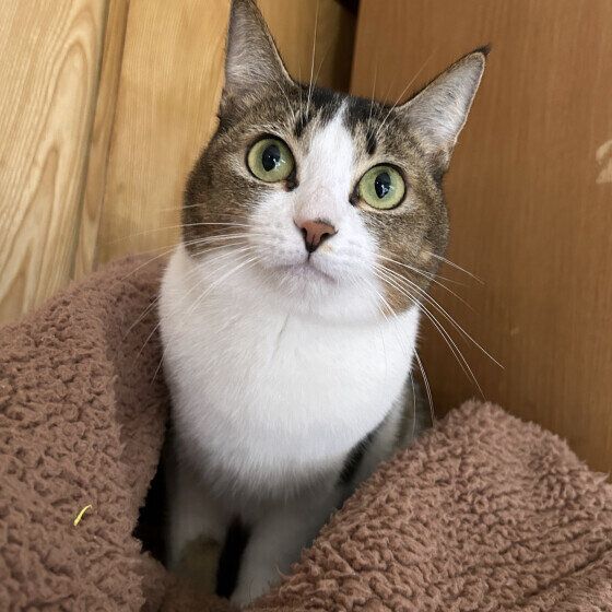 日本ネコの夏鈴ちゃん