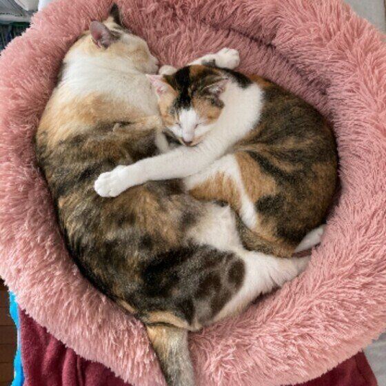 姉妹で猫団子をするレイちゃん