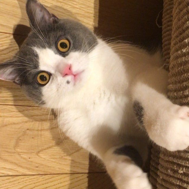 いないいないばあっ！