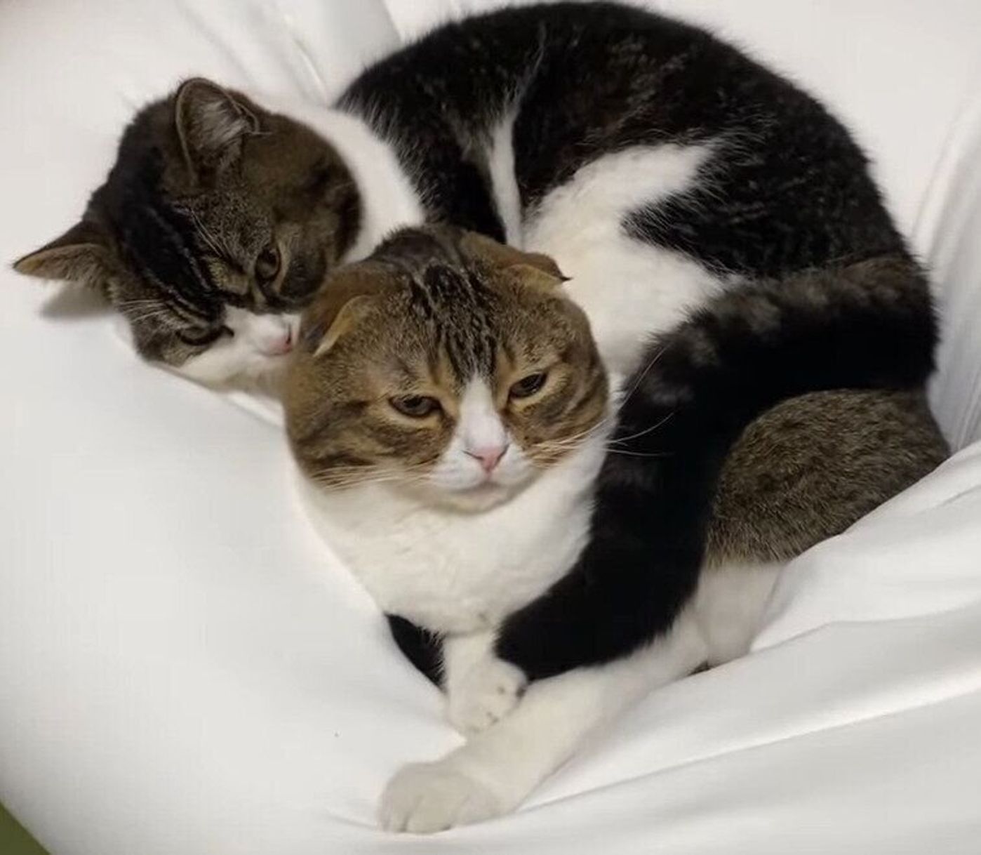 仲良しすぎる親子猫 朝から大運動会を開催 疲れた後はきまって ねこのきもちweb Magazine 仲良しすぎる親子猫 朝から大運動会を開催 疲れた後はきまって ねこのきもちweb Magazine