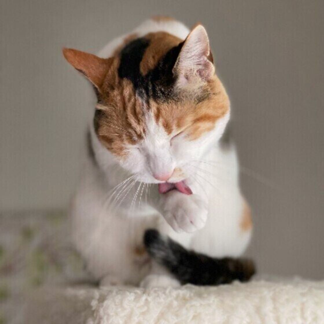 猫が食後に 顔を洗う 理由は 顔を洗う猫たちのかわいい写真も ねこのきもちweb Magazine 猫が食後に 顔を洗う 理由は 顔を洗う猫たちのかわいい写真も ねこのきもちweb Magazine