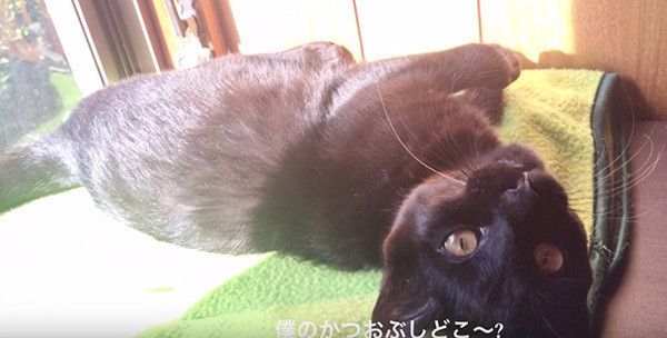 寝転ぶ黒猫