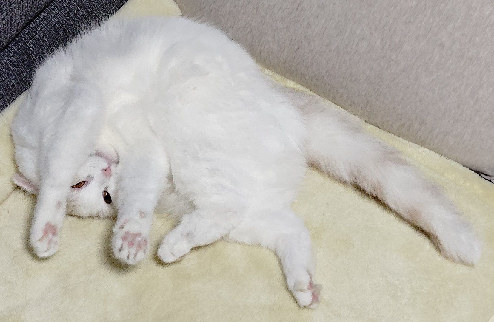 まったりする福ちゃん