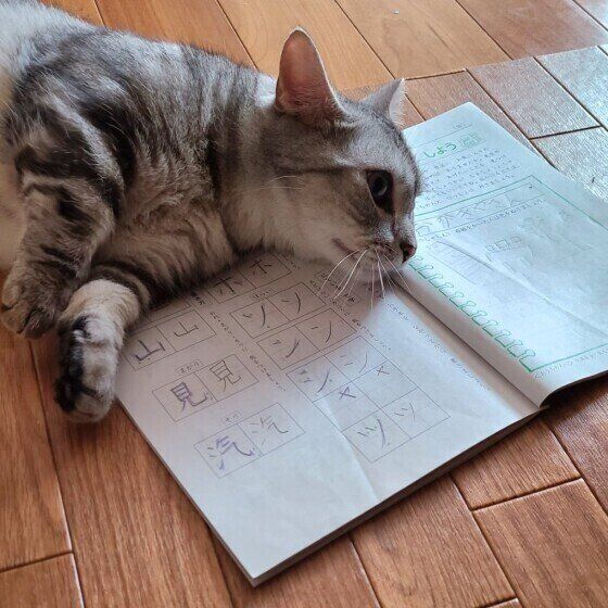 マンチカンの銀河くん♪