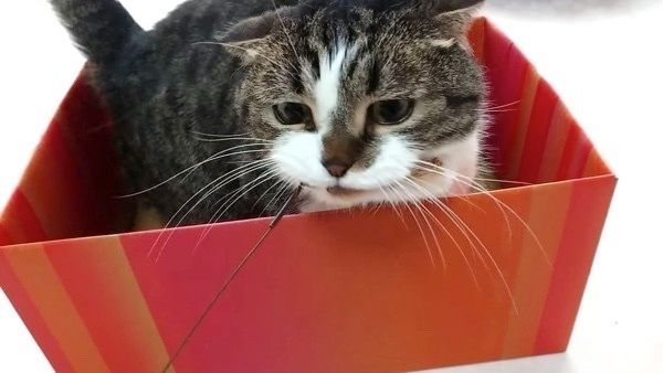 猫じゃらしと猫