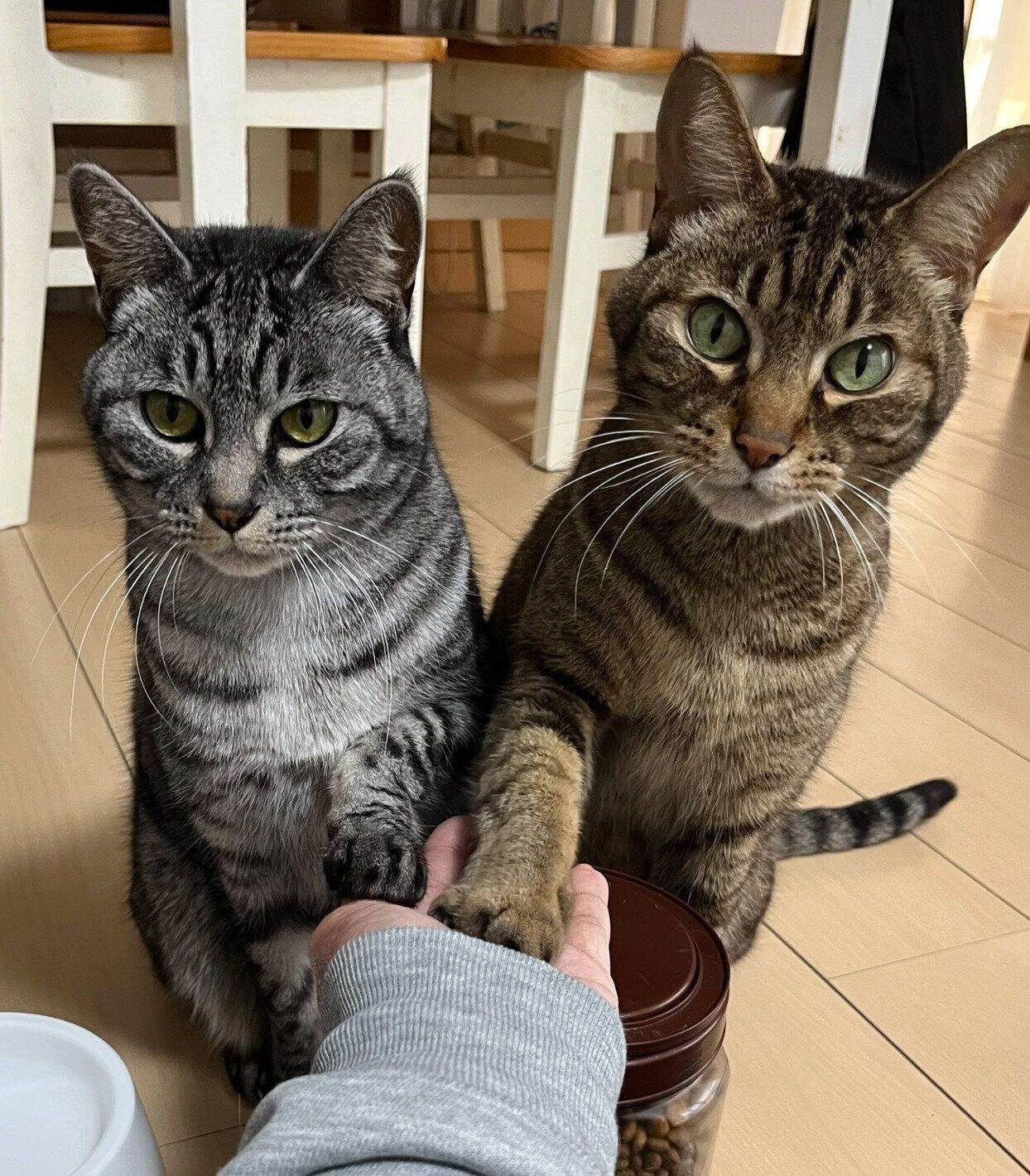 「ダブルでお手」をするゆきちゃん、さきちゃん