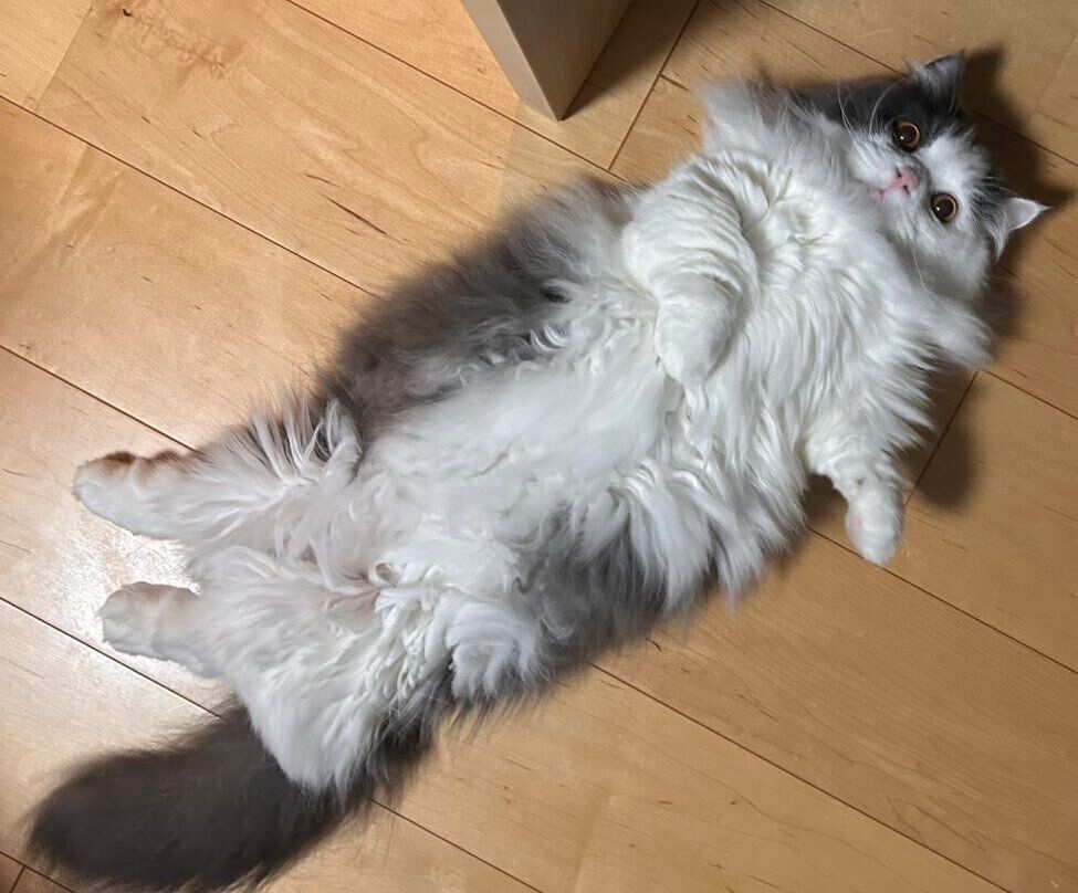 ヘソ天するちゃいくん