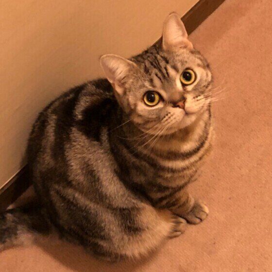 アメリカンショートヘアのカティーちゃん