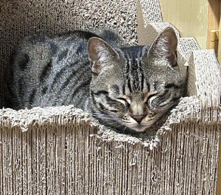 爪とぎ器で眠るしめじちゃん