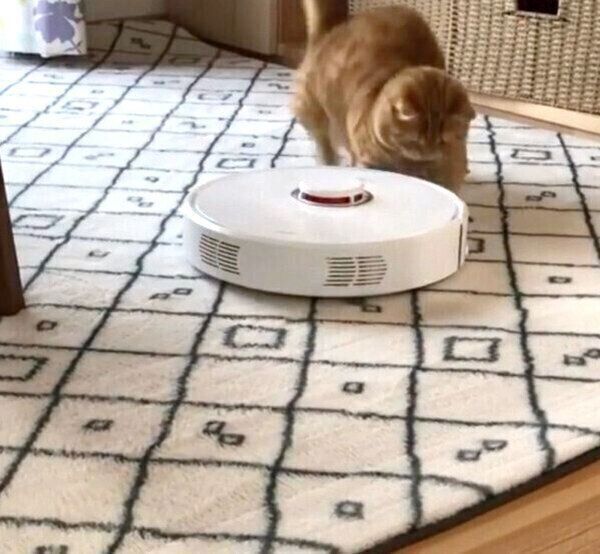 お掃除ロボットと遊ぶぷてぃこちゃん