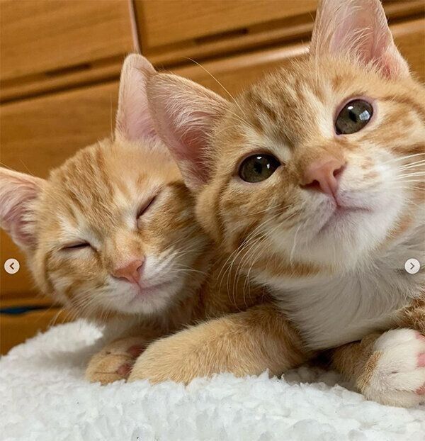 仲良しマウント の写真が話題になった保護猫兄弟 生後9カ月になった現在の 成長した姿 にグッとくる ねこのきもちweb Magazine