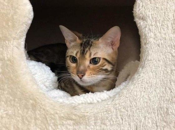 ベッドでくつろぐベンガル