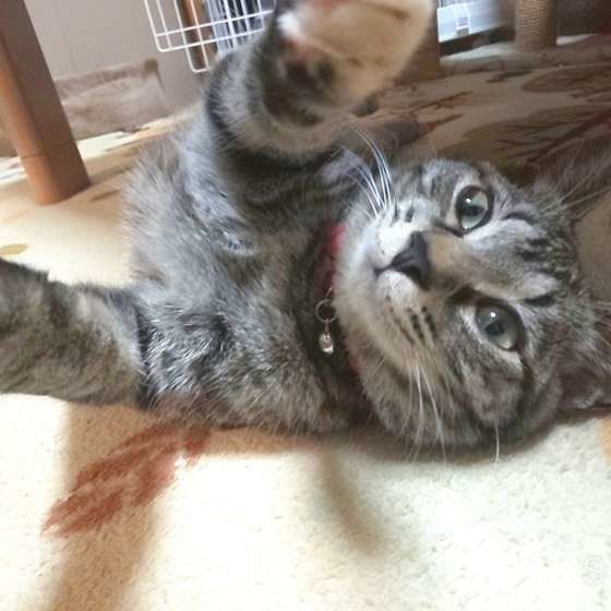 キジトラ・ベルちゃん・ゴロゴロ中