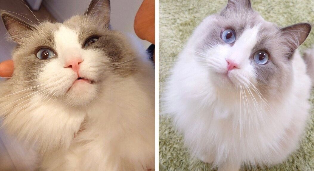 （写真左から）パパに見せる顔、ママに見せる顔。