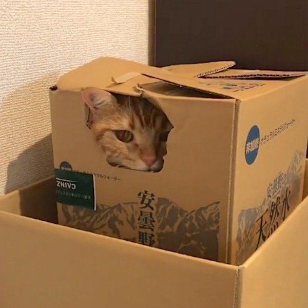 アメリカンショートヘアー