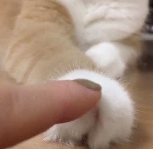 お手てがモフモフなスコティッシュフォールド